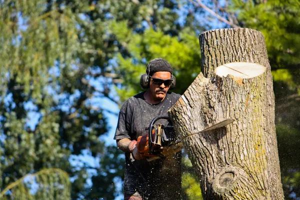Professional Tree Trimming & Removal Springfield