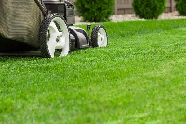 Eco-Friendly Lawn Care Service for Safe Gardens