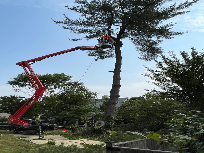 Emergency Tree Removal Fast Response When You Need It