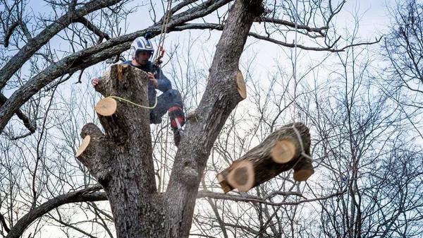 Professional Tree Service Auburn Residents Rely on Year-Round