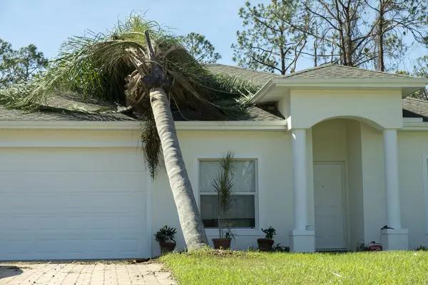 Choosing the Right tree on house removal service for Emergency Situations