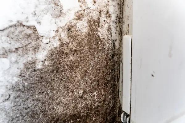 Why Choose a Henrico Mold Remediation Service for Your Property