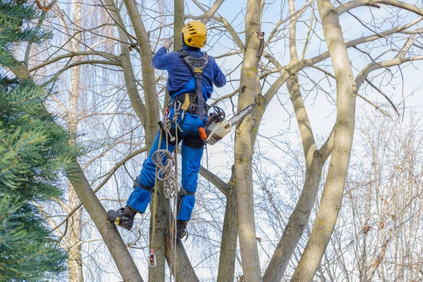 Affordable Tree Trimming Near Me for Healthier and Stronger Trees