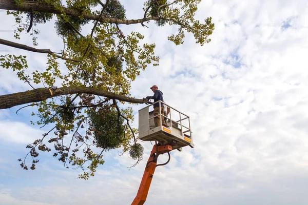 Emergency Tree Care in Springfield for Fast Storm Damage Response