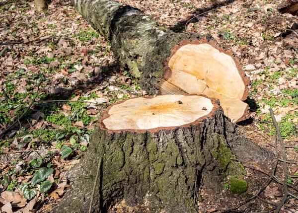 Eco-Friendly Tree Services That Protect Your Landscape