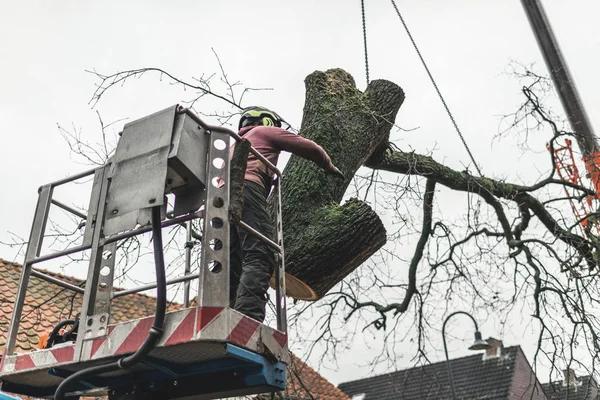 Safe Tree Removal Services Performed by Skilled Professionals