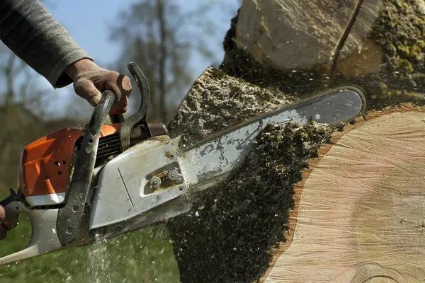 Reliable Solutions for Professional tree service South Lake Tahoe